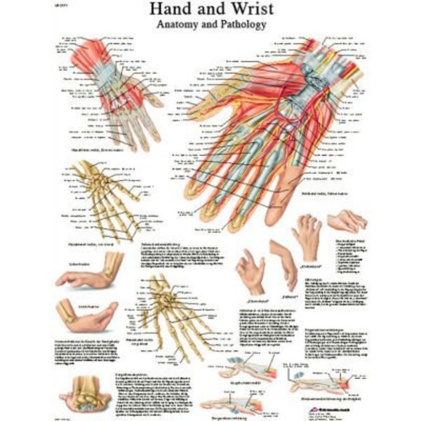 Fabrication Enterprises 3B® Anatomical Chart - Hand & Wrist, Laminated 12-4609L
